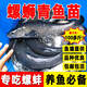螺絲青魚苗特大型黑鯇草魚苗批發(fā)活小魚好養(yǎng)耐活半斤螺絲青魚魚苗 10條5-7厘米青魚苗   加送10%