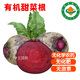 【順豐】有機(jī)甜菜根  紅菜頭榨汁沙拉食材  新鮮有機(jī)無(wú)農(nóng)殘蔬菜 3斤