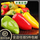 槿饈水果彩椒500g 新鮮迷你彩椒甜沙拉涼拌蔬菜 500g