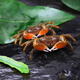 寵以沫迷你蟹辣椒蟹觀賞蟹可與燈科魚孔雀魚蝦斑馬魚混養(yǎng)吃渦蟲除藻活體 5公5母送10只備損【共20只】