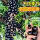 花行榜嘉寶果樹果苗樹葡萄庭院種植盆栽 沙巴（50-60cm高）源頭直發(fā)