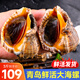 漁哥戲魚海螺青島鮮活大號海螺中號海螺小海螺特大海螺肉【鮮活發(fā)貨】 特大海螺 1500g 9-12只