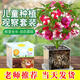 鳳仙花觀(guān)察套裝兒童種植小盆栽幼兒園小學(xué)生科學(xué)實(shí)驗種不支持退貨 鳳仙花混色觀(guān)察套裝到手11件