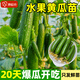 原起點(diǎn)水果黃瓜苗秋冬季小黃瓜南方青瓜旱瓜苗秧四季陽(yáng)臺盆栽蔬菜種子籽 水果小黃瓜苗6棵