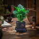 佰花錦袖珍椰子盆栽散尾葵客廳好養(yǎng)植物辦公室內(nèi)凈化空氣吸甲醛桌面綠植 【送方底座】袖珍椰子+PVC樹脂盆+黑沙鋪面 下單即送接水底座X1（原盆系列除外）