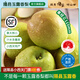 隰縣玉露香梨 【順豐】整箱香梨當(dāng)季水果山西隰縣小西天特產(chǎn) 孕婦水果送禮 6粒巨無霸（凈重約7.5斤）110+mm