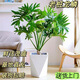 春羽龍鱗盆栽室內辦公室前臺觀(guān)葉植物室外凈化空氣懶人綠植容易養 春羽龍鱗老樁高度60-70cm
