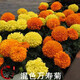花友秀萬壽菊混色種子花卉種籽易活盆栽花卉庭院室外野花種子花海打造】