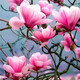 別墅耐寒玉蘭花樹苗庭院花園入戶門綠化景觀樹吉祥樹花香濃帶花苞 粉玉蘭桿粗5公分 201cm(含)-230cm(含)