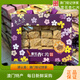 鉅記餅家【順豐速運(yùn)】澳門鉅記餅家雪花杏仁片禮盒酥脆不膩千層薄餅零食 【熱銷】雪花杏仁片禮盒320g 珠海發(fā)貨順豐快遞