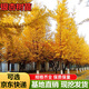 楓溢秋銀杏樹(shù)苗銀杏大樹(shù)南北方種植銀杏苗庭院綠化苗白果樹(shù)苗占地綠化苗 4公分粗