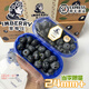 農果傳橙愛(ài)莓莊藍莓云南高山新鮮鮮果甜帶枝寶寶水果超大野生果徑24＋官方 4盒 【稀有巨無(wú)霸】24mm以上200g/盒