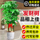 臨雅喬遷開(kāi)業(yè)發(fā)財樹(shù)綠植客廳大盆栽門(mén)店擺放凈化空氣室內辦公室植物 步步高發(fā)財樹(shù)1.5-1.6米[金邊盆]