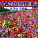 碧鼎花種子四季易種開花百日草庭院野花組合室外菊花花草花籽種子花卉 多年生宿根耐寒組合 1斤