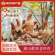 昱品源黃山正宗散養(yǎng)土雞高山農(nóng)家老母雞走地雞笨雞孕婦坐月子滋補整只 散養(yǎng)老母雞*一只