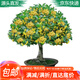 萌肉居桂花樹(shù)苗四季桂嫁接桂花苗狀元桂無(wú)盆桂花苗約2CM粗源頭直發(fā)