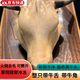 牛頭整只 新鮮帶舌頭火燒去毛現(xiàn)殺黃牛 牛頭宴專用鹵煮可備注劈開 20斤左右?guī)Ｉ? title=
