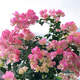 15元3棵  三角梅盆栽帶花四季開(kāi)花勤花精品重瓣三角梅苗花卉植物 綠櫻三角梅【三棵】 不含盆