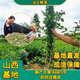 藥用連翹樹(shù)苗科研5號連翹苗批發(fā)黃翹老翹青翹苗科研3號迎春花樹(shù)苗 【推薦】二年連翹樹(shù)苗 100棵