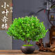 小葉赤楠盆景老樁金絲楠木盆栽綠植室內辦公室綠植物四季好養花卉 小葉赤楠+舍得陶瓷盆+苔蘚
