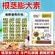 地下猛長(cháng)地下土豆紅薯馬鈴大蒜生姜中藥材膨大根莖塊莖快速膨大素 30克每袋【1袋1桶水】 2袋裝
