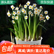 急兔水仙花種球水培綠植漳州水仙花荷蘭洋水仙種球4個(gè)+1盆源頭直發(fā)
