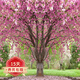 歐悟 櫻花苗櫻花樹(shù)苗 嫁接早晚櫻盆栽地栽庭院陽(yáng)臺園林綠化苗當年開(kāi)花 根莖5公分粗(一級樹(shù)形品種備注 不含盆
