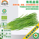 彩虹雨北京農(nóng)場(chǎng) 有機(jī)韭菜250g 歐盟認(rèn)證有機(jī)蔬菜自有農(nóng)場(chǎng)新鮮直發(fā)