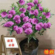 四季開(kāi)花九里香防蚊驅蟲(chóng)四季開(kāi)花南北種植濃香大花 惜顏/精品特大苗【1顆】開(kāi)花