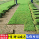 齊翼航真草坪帶泥土別墅花園綠化四季青果嶺草馬尼拉草皮 果嶺草草坪【1平方】 10cm以下