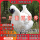 正宗烏雞活苗純種一斤半斤烏雞苗烏骨雞活苗白鳳泰和竹絲雞活苗 4-5兩烏雞10只（公母備注）