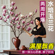 玉蘭花水培水養(yǎng)綠植花卉遇水開(kāi)花樹(shù)苗盆栽帶花苞干枝耐寒鮮切白紫 【新手試種】鮮切紫玉蘭40-50cm2枝+專(zhuān)用營(yíng)養(yǎng) 裸根不帶土