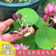 碗蓮種藕根莖帶芽小型花苗水培植物四季室內(nèi)荷花盆栽睡蓮花卉開花 混色【3株】藕根帶芽送液體肥 、 否