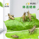 品云美寵白蟋蟀活體蛐蛐活物爬寵蜥蜴守宮鬃獅蜘蛛活食飼料 白蟋蟀1-1.8cm 100只