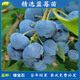 磊運特大果高產(chǎn)藍莓苗帶土發(fā)貨藍莓樹(shù)苗南方北方種植盆栽地栽當年結果 綠寶石藍莓4年苗（當年結果）