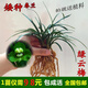 卉雙蘭花春蘭細葉矮種蘭花苗室內(nèi)小綠植花卉盆栽 5苗連體 試開花高 送土肥 裸根不帶土