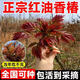 森越香椿樹(shù)苖紅油四季矮化正宗食用春芽樹(shù)苗南方北方盆栽地栽香椿樹(shù)苗 根生紅油香椿樹(shù)苗1年苗1棵 50cm(含)-60cm(不含)