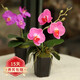 旺之春蝴蝶蘭花苗盆栽室內觀(guān)花植物桌面陽(yáng)臺年宵花卉四季開(kāi)花綠植花卉 粉黛麗蝴蝶蘭+透明原盆+原土