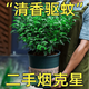 嘆為觀(guān)止大型盆栽金錢(qián)榕百合竹金錢(qián)樹(shù)發(fā)財樹(shù)清香木辦公室內落地款中型植物 清香木【40-50厘米】 含盆