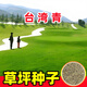 蓿蕾草坪草籽四季常青護坡綠化高羊茅黑麥草狗牙根馬尼拉矮速生草種子 