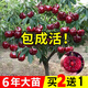 綠達(dá)【買2顆送1顆】嫁接車?yán)遄訕涿绱髾烟覙涿缗柙怨麡涿缒灸媳狈椒N植 黑珍珠車?yán)遄訕涿?6年苗當(dāng)年結(jié)果+肥料 不活包補(bǔ)