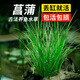 臨雅水菖蒲水培植物魚(yú)缸造景水楊梅凈化水質(zhì)龜缸水草沼澤過(guò)濾古法養魚(yú) 精選石菖蒲(3棵)量少