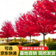 美國紅楓樹(shù)苗秋火焰紅楓苗紅點(diǎn)紅楓紅冠紅楓樹(shù)小苗耐寒耐旱彩色苗木日本紅楓苗庭院行道樹(shù)綠化樹(shù)苗南北方種植 1.5公分粗 其他