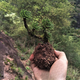 山頭林村野生卷柏盆栽九死還魂草小盆栽植物迷你綠葉植物四季常青 精品3頭型1株 下單