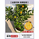 櫻霞脆皮金桔帶果發(fā)貨盆栽樹(shù)苗四季果樹(shù)可食用橘子苗脆皮金橘室內常綠 6年脆皮帶果金桔苗（原土球帶葉 60cm(含)-80cm(含)