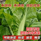農(nóng)家自種特價(jià)新鮮芥菜包心酸菜玉菜蓋菜當(dāng)季青菜農(nóng)家自種整箱蔬菜 帶箱9-10斤（精選）