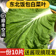 良知農(nóng)哥【順豐】東北新鮮白菜葉飯包大白菜葉子打包 新鮮蔬菜 10片菜葉+醬 空運(yùn)
