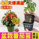 大菜鄉(xiāng)原土原盆矮生盆栽番茄苗秧帶盆發(fā)貨矮生紅黃黑番茄種陽臺盆栽四季 紅+黃+黑果盆栽各1盆+10g肥