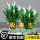 京悠雨德國(guó)品質(zhì)白掌一帆風(fēng)順盆栽水培植物綠蘿籮花卉室內(nèi)花綠植紅掌發(fā)財(cái) 精品白掌帶花4-6株+原盆+營(yíng)養(yǎng)液【買2送噴壺】 含盆