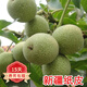歐悟嫁接核桃樹(shù)苗 薄皮核桃苗 南方北方種植庭院陽(yáng)臺盆栽地栽果樹(shù)苗 紙皮核桃核桃4年苗（當年結果）